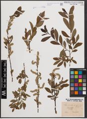 Foto von Salix cinerea L. x Salix purpurea L.